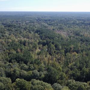 Photo #12 of Off Bunnlevel Erwin Rd, Bunnlevel, NC 41.4 acres