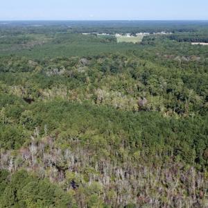 Photo #17 of Off Bunnlevel Erwin Rd, Bunnlevel, NC 41.4 acres