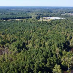 Photo #19 of Off Bunnlevel Erwin Rd, Bunnlevel, NC 41.4 acres