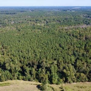 Photo #1 of Off Bunnlevel Erwin Rd, Bunnlevel, NC 41.4 acres