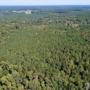 Photo #2 of Off Bunnlevel Erwin Rd, Bunnlevel, NC 41.4 acres
