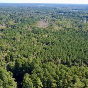 Photo #20 of Off Bunnlevel Erwin Rd, Bunnlevel, NC 41.4 acres