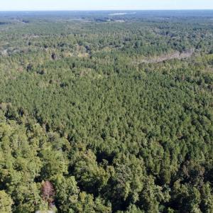 Photo #22 of Off Bunnlevel Erwin Rd, Bunnlevel, NC 41.4 acres