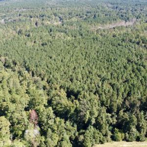 Photo #23 of Off Bunnlevel Erwin Rd, Bunnlevel, NC 41.4 acres