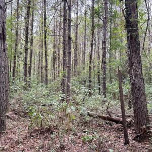 Photo #26 of Off Bunnlevel Erwin Rd, Bunnlevel, NC 41.4 acres