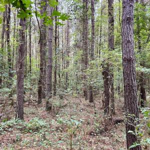 Photo #27 of Off Bunnlevel Erwin Rd, Bunnlevel, NC 41.4 acres