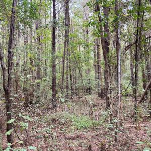 Photo #28 of Off Bunnlevel Erwin Rd, Bunnlevel, NC 41.4 acres