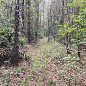Photo #29 of Off Bunnlevel Erwin Rd, Bunnlevel, NC 41.4 acres