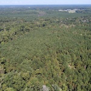 Photo #3 of Off Bunnlevel Erwin Rd, Bunnlevel, NC 41.4 acres