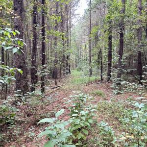 Photo #30 of Off Bunnlevel Erwin Rd, Bunnlevel, NC 41.4 acres
