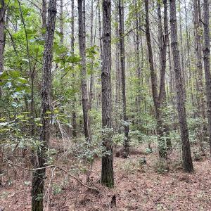 Photo #31 of Off Bunnlevel Erwin Rd, Bunnlevel, NC 41.4 acres