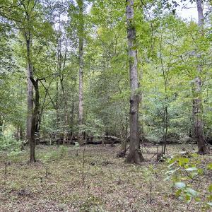 Photo #38 of Off Bunnlevel Erwin Rd, Bunnlevel, NC 41.4 acres