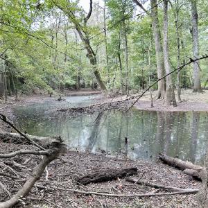Photo #39 of Off Bunnlevel Erwin Rd, Bunnlevel, NC 41.4 acres