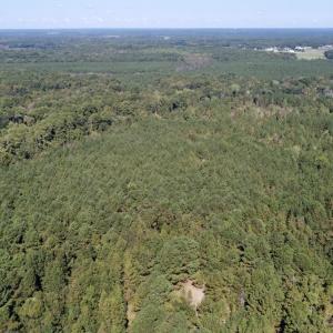 Photo #4 of Off Bunnlevel Erwin Rd, Bunnlevel, NC 41.4 acres