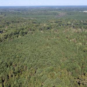 Photo #5 of Off Bunnlevel Erwin Rd, Bunnlevel, NC 41.4 acres