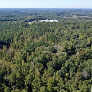 Photo #6 of Off Bunnlevel Erwin Rd, Bunnlevel, NC 41.4 acres