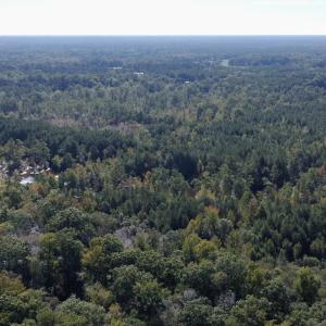 Photo #9 of Off Bunnlevel Erwin Rd, Bunnlevel, NC 41.4 acres