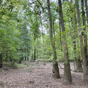 Photo #45 of Off Bunnlevel Erwin Rd, Bunnlevel, NC 41.4 acres