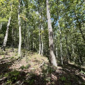 Photo #18 of 240 old Stone Dr Lot 47, Crumpler, NC 5.3 acres