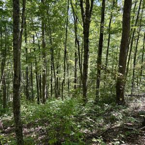 Photo #32 of 240 old Stone Dr Lot 47, Crumpler, NC 5.3 acres