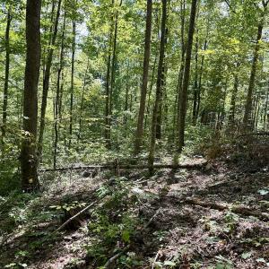 Photo #36 of 240 old Stone Dr Lot 47, Crumpler, NC 5.3 acres