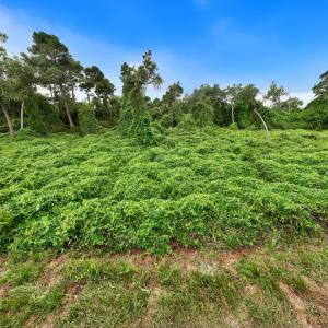 Photo #15 of Off E Waterway Dr, Belhaven, NC 60.0 acres