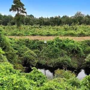 Photo #17 of Off E Waterway Dr, Belhaven, NC 60.0 acres
