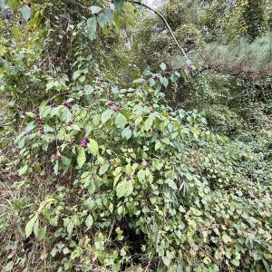 Photo #22 of Off E Waterway Dr, Belhaven, NC 60.0 acres