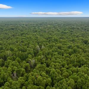 Photo #5 of Off E Waterway Dr, Belhaven, NC 60.0 acres