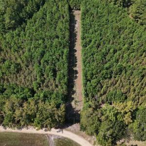 Photo #13 of Off Bessie Ln, Lumberton, NC 4.2 acres