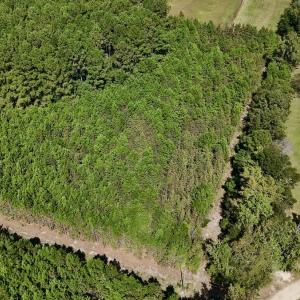 Photo #14 of Off Bessie Ln, Lumberton, NC 4.2 acres