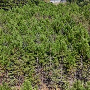 Photo #20 of Off Bessie Ln, Lumberton, NC 4.2 acres