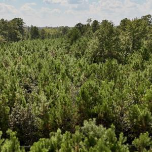 Photo #21 of Off Bessie Ln, Lumberton, NC 4.2 acres
