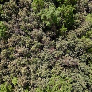 Photo #23 of Off Bessie Ln, Lumberton, NC 4.2 acres