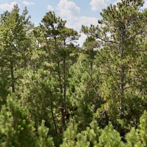 Photo #24 of Off Bessie Ln, Lumberton, NC 4.2 acres