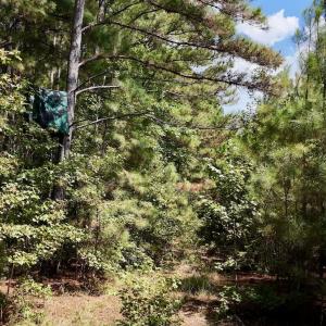 Photo #25 of Off Bessie Ln, Lumberton, NC 4.2 acres