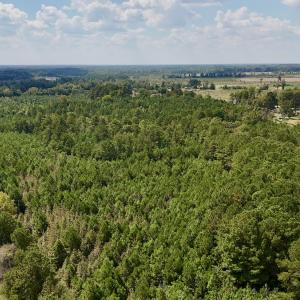 Photo #3 of Off Bessie Ln, Lumberton, NC 4.2 acres