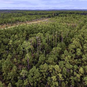 Photo #2 of Off Middle Bay Road, Hobucken, NC 12.0 acres