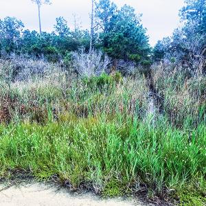 Photo #8 of Off Middle Bay Road, Hobucken, NC 12.0 acres
