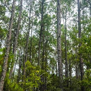 Photo #13 of Off Middle Bay Road, Hobucken, NC 12.0 acres