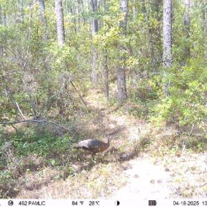 Photo #14 of Off Middle Bay Road, Hobucken, NC 12.0 acres