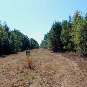 Photo #21 of Off Dew RD, Temperance Hill, SC 17.3 acres