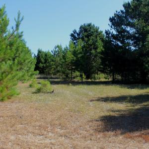 Photo #24 of Off Dew RD, Temperance Hill, SC 17.3 acres