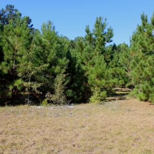 Photo #26 of Off Dew RD, Temperance Hill, SC 17.3 acres