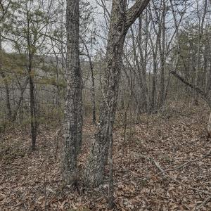 Photo #39 of Off Craig Woods Rd, New Castle, VA 2.8 acres