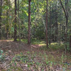 Photo #25 of Off of Bissette Rd, Middlesex, NC 24.5 acres