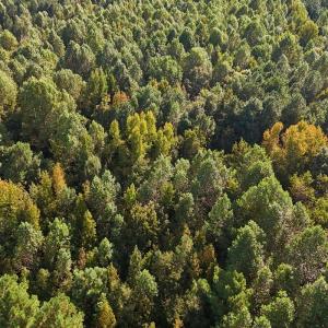 Photo #26 of Off of Bissette Rd, Middlesex, NC 24.5 acres