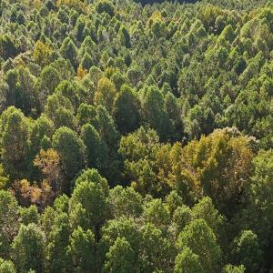 Photo #27 of Off of Bissette Rd, Middlesex, NC 24.5 acres