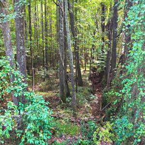 Photo #29 of Off of Bissette Rd, Middlesex, NC 24.5 acres
