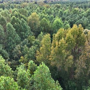 Photo #30 of Off of Bissette Rd, Middlesex, NC 24.5 acres